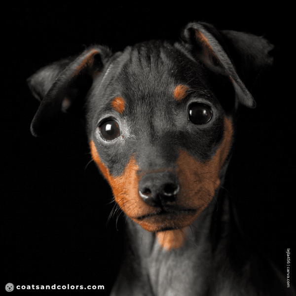 coatsandcolors.com puppy blue eyes black tan MinPin puppy