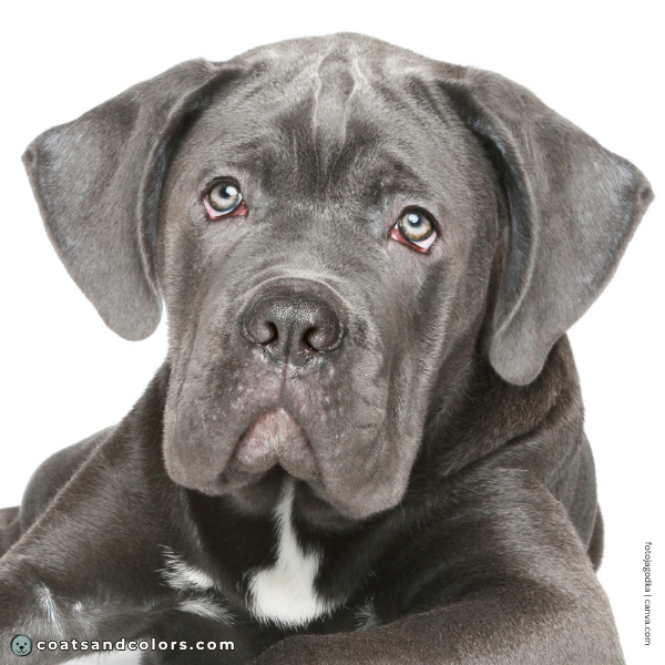 coatsandcolors.com puppy blue eyes blue Corso puppy
