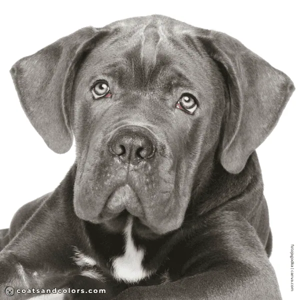 coatsandcolors.com puppy blue eyes blue Corso puppy
