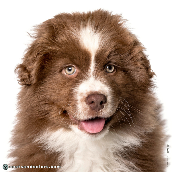 coatsandcolors.com puppy blue eyes brown whitze aussie
