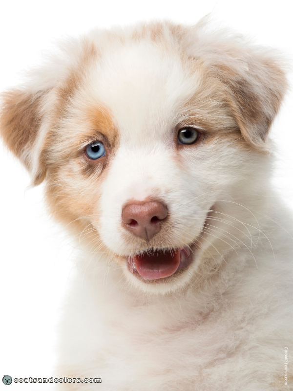 coatsandcolors.com puppy blue eyes heterochromia young puppy