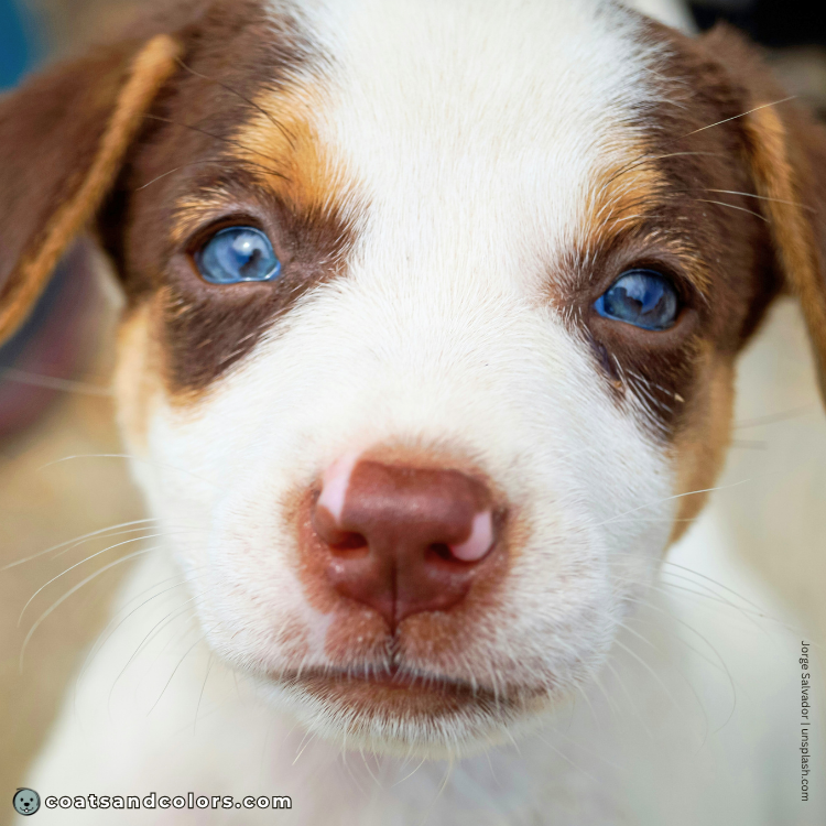 coatsandcolors.com puppy blue eyes very bright blue eyes brown tri puppy