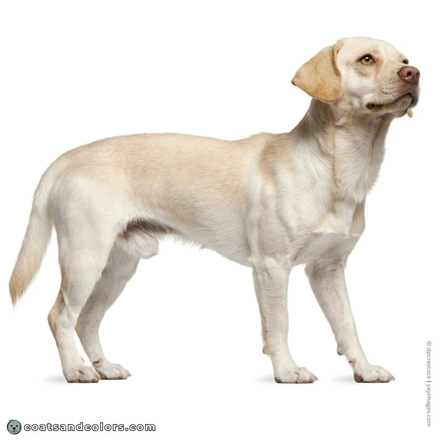 coatsandcolors.com recessive red brown based Dudley