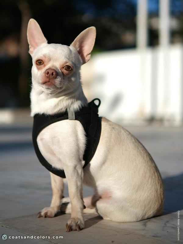 coatsandcolors.com recessive red brown based cream Chihuahua