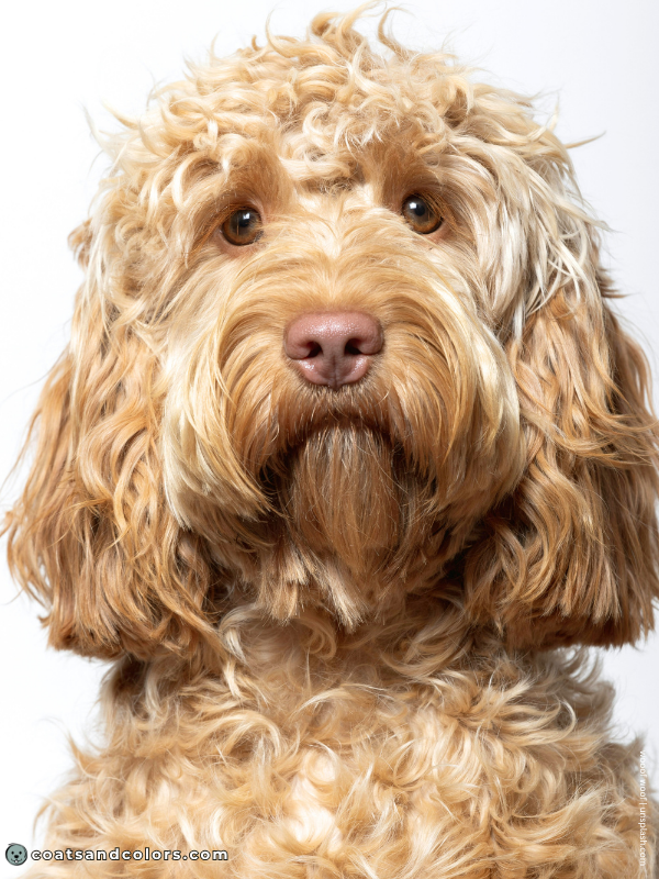 coatsandcolors.com recessive red brown based gold