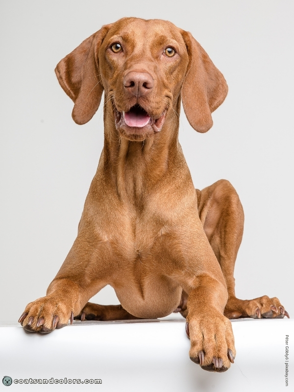 coatsandcolors.com recessive red brown based red Vizsla