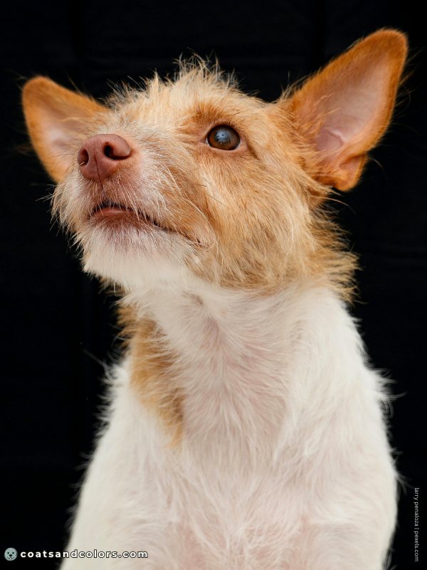 coatsandcolors.com recessive red brown based wirehaired