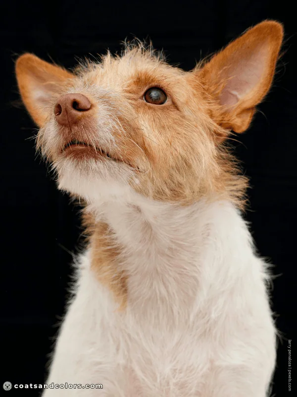 coatsandcolors.com recessive red brown based wirehaired