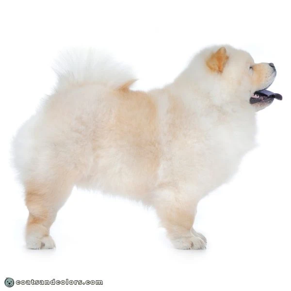 coatsandcolors.com recessive red cream Chow Chow