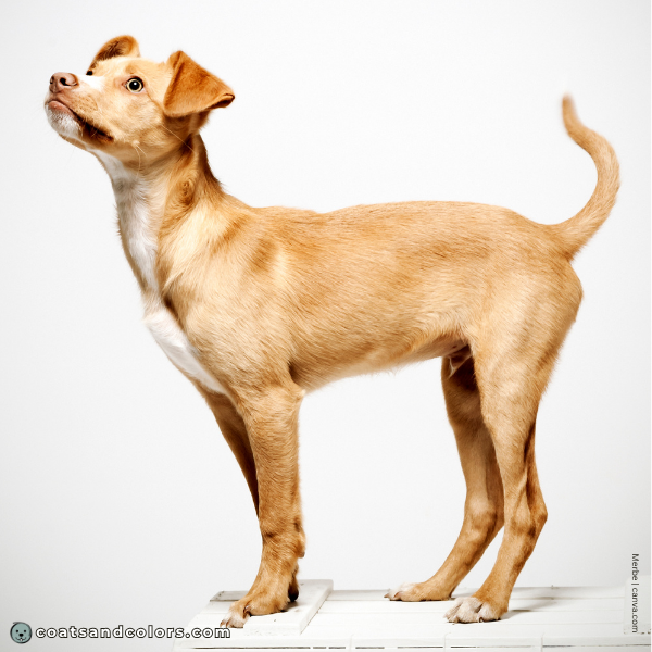 coatsandcolors.com recessive red ear shading darker