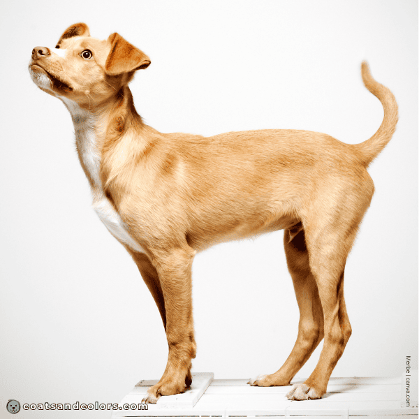 coatsandcolors.com recessive red ear shading darker