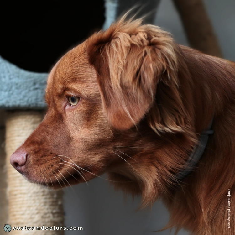 coatsandcolors.com recessive red face shading orange Toller