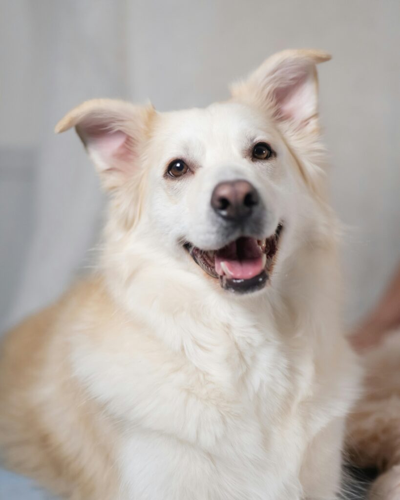 coatsandcolors.com recessive red faded black eye rims