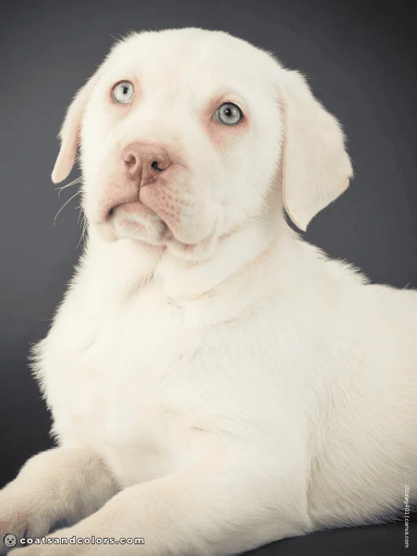 coatsandcolors.com recessive red lilac yellow champagne Labrador