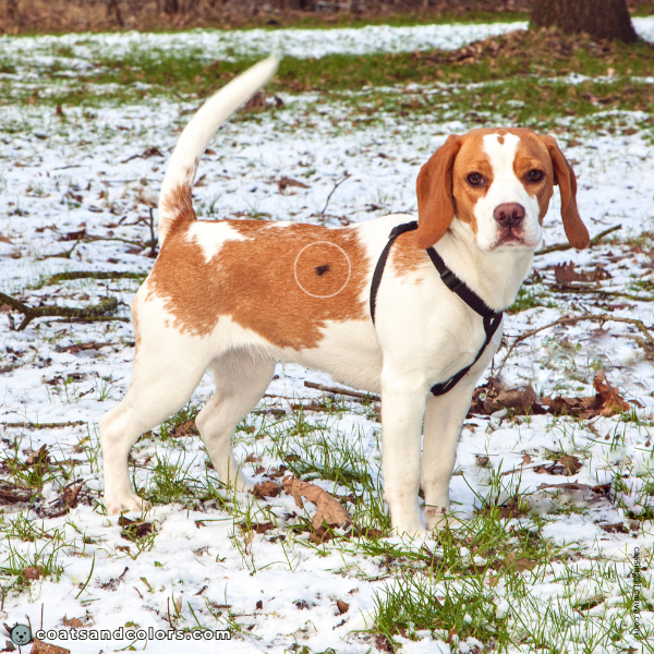 coatsandcolors.com recessive red red Beagle somatic mutation