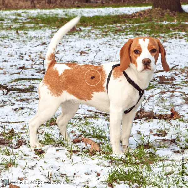 coatsandcolors.com recessive red red Beagle somatic mutation