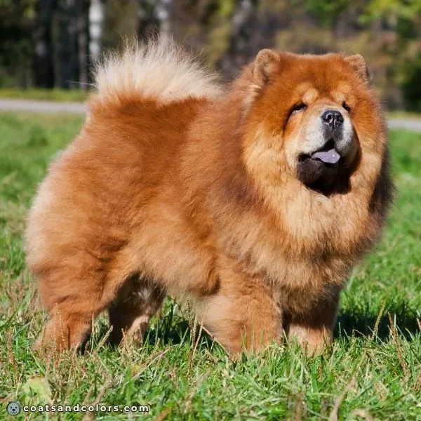 coatsandcolors.com recessive red red Chow Chow