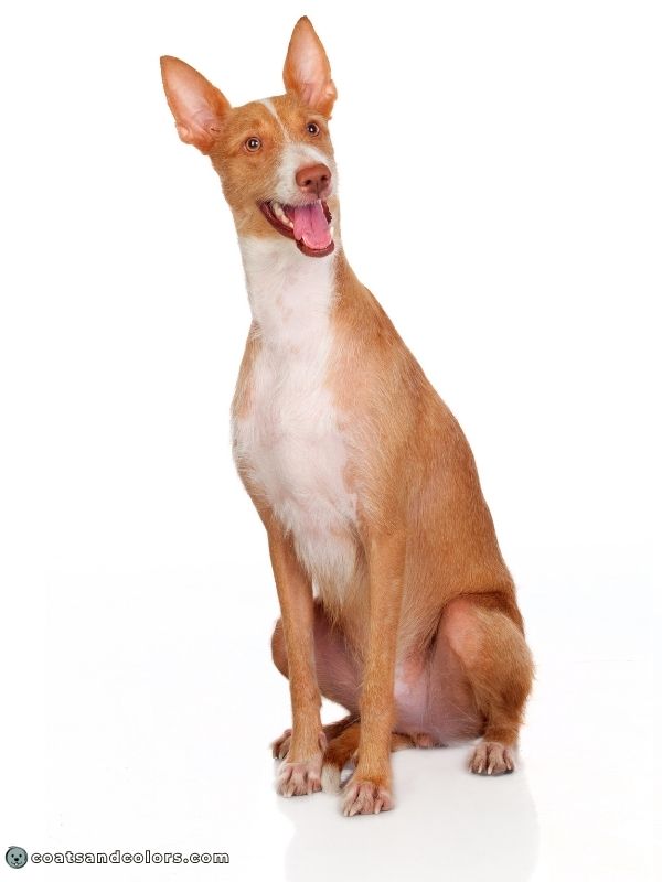 coatsandcolors.com recessive red white markings Podenco