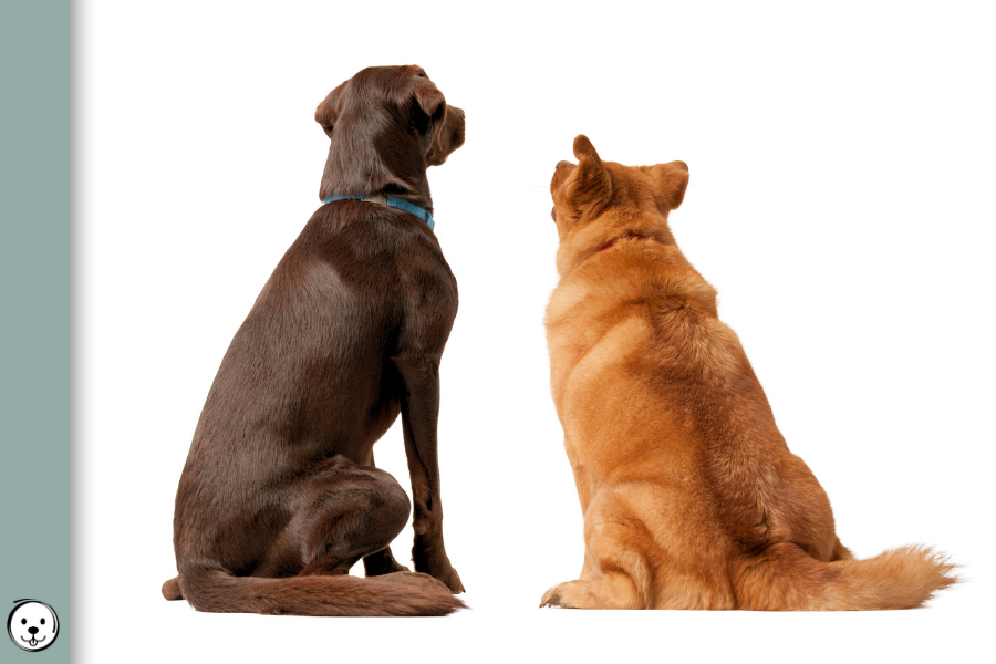 coatsandcolors.com red vs brown 900x600 1