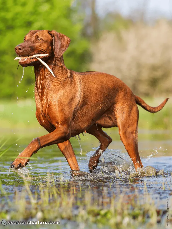 coatsandcolors.com red vs brown brown based sable Ridgeback