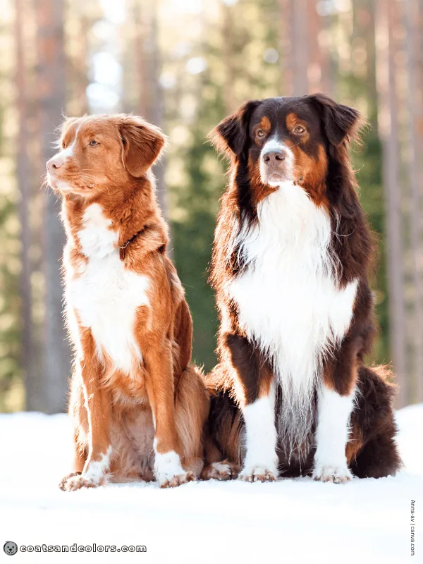 coatsandcolors.com red vs brown red Toller brown and tan Aussie