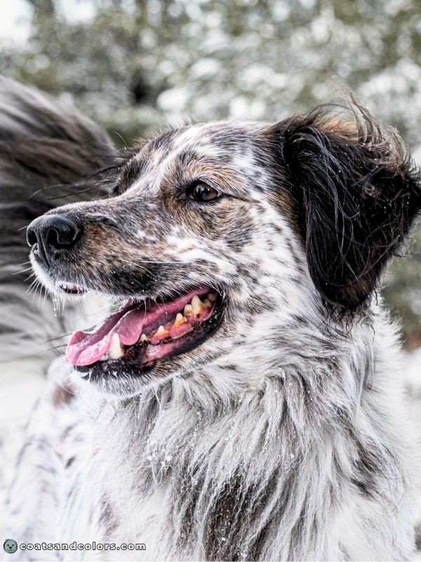 coatsandcolors.com sable brindle black white ticking roan