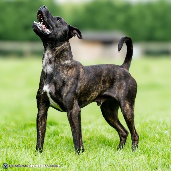 coatsandcolors.com sable brindle black brindle 2