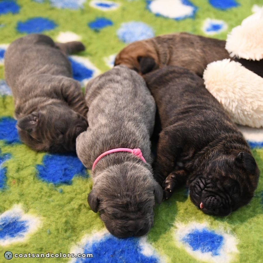 coatsandcolors.com sable brindle blue brindle Cane Corso litter