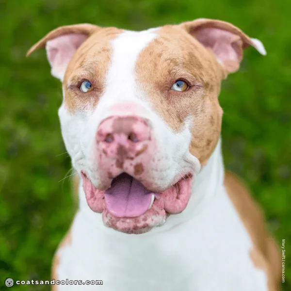 coatsandcolors.com sable merle chocoalte fawn merle AmStaff