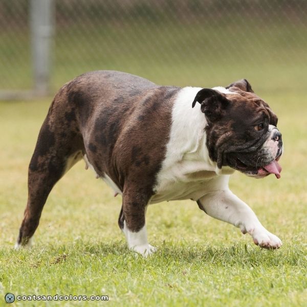 coatsandcolors.com seal merle Bulldog