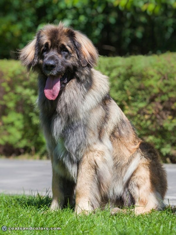 coatsandcolors.com shaded sable black Leonberger