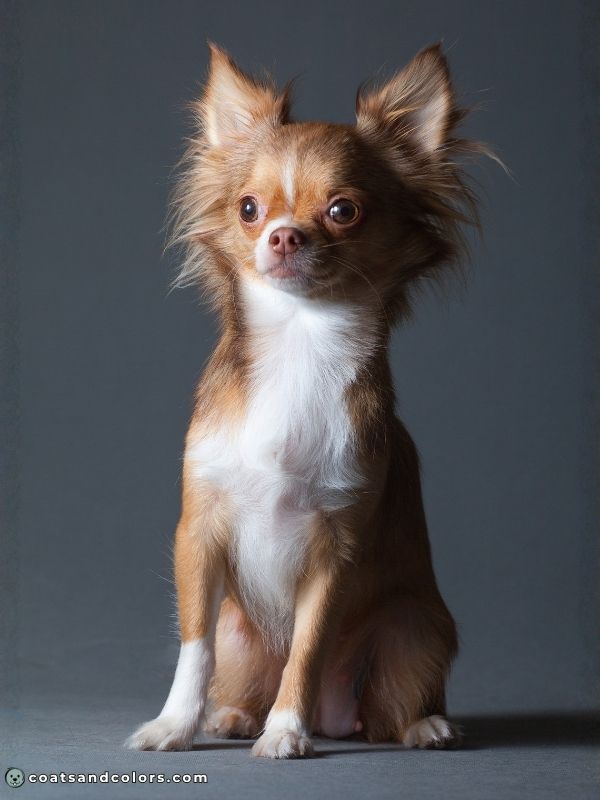 coatsandcolors.com shaded sable brown Chihuahua