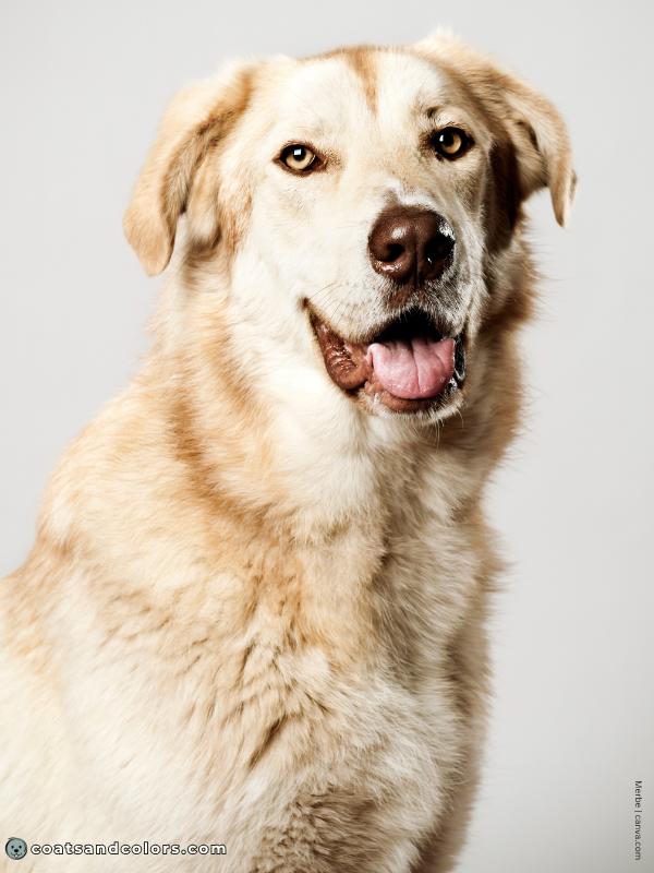 coatsandcolors.com shaded sable brown mixed dog