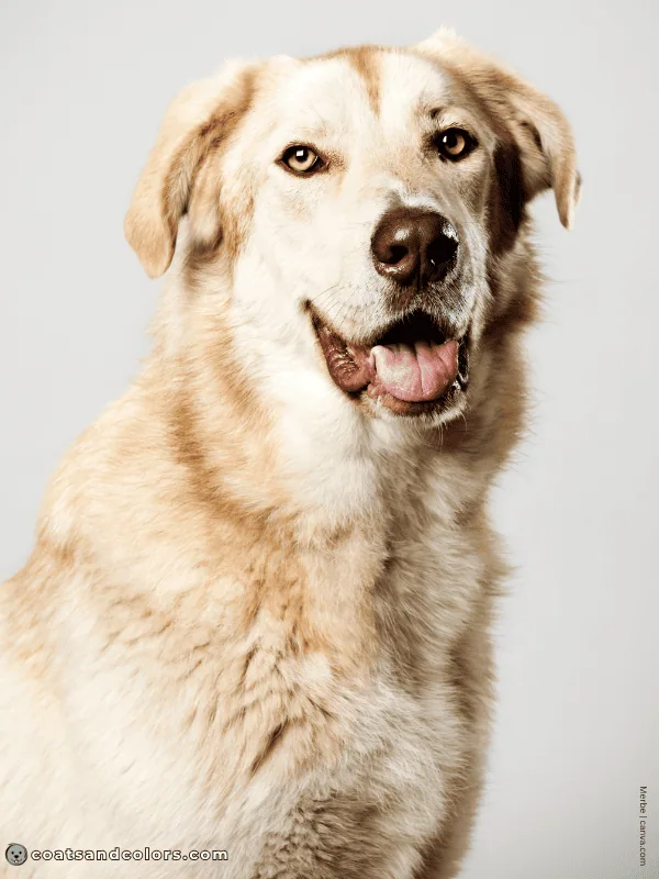 coatsandcolors.com shaded sable brown mixed dog