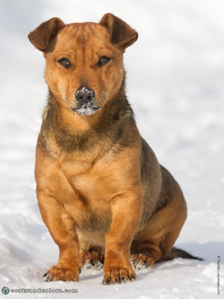 coatsandcolors.com shaded sable medium intensity