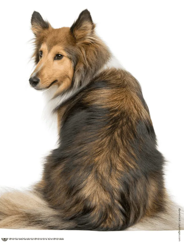 coatsandcolors.com shaded sable pattern black based Sheltie