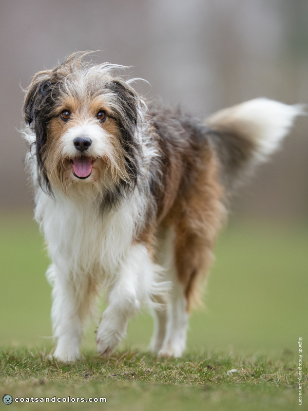 coatsandcolors.com shaded sable pattern graying mixed breed bearded