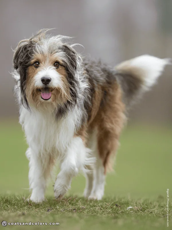 coatsandcolors.com shaded sable pattern graying mixed breed bearded