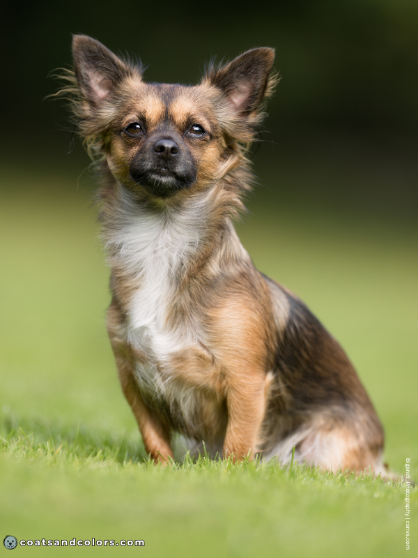 coatsandcolors.com shaded sable pattern sabling long coat