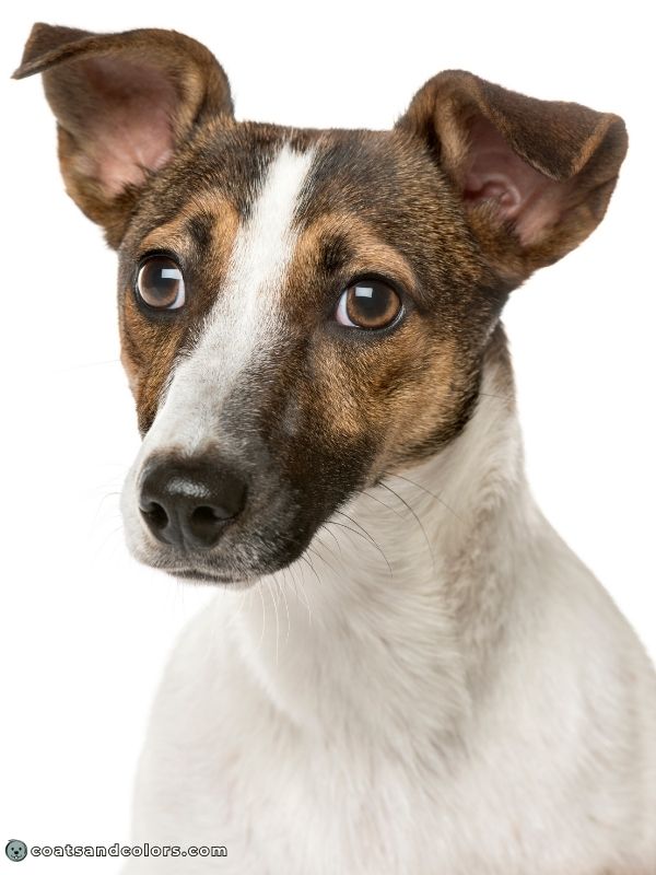 coatsandcolors.com shaded sable pattern white markings