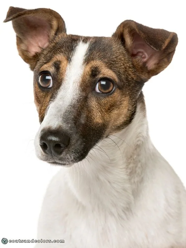 coatsandcolors.com shaded sable pattern white markings