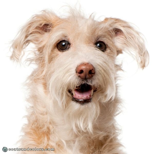 coatsandcolors.com snow nose pink nose old dog