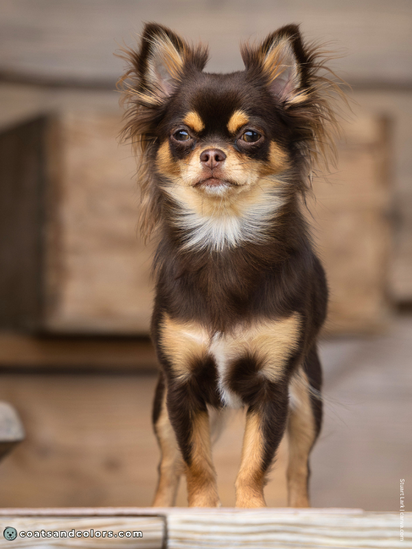 coatsandcolors.com tan point brown tan Chihuahua