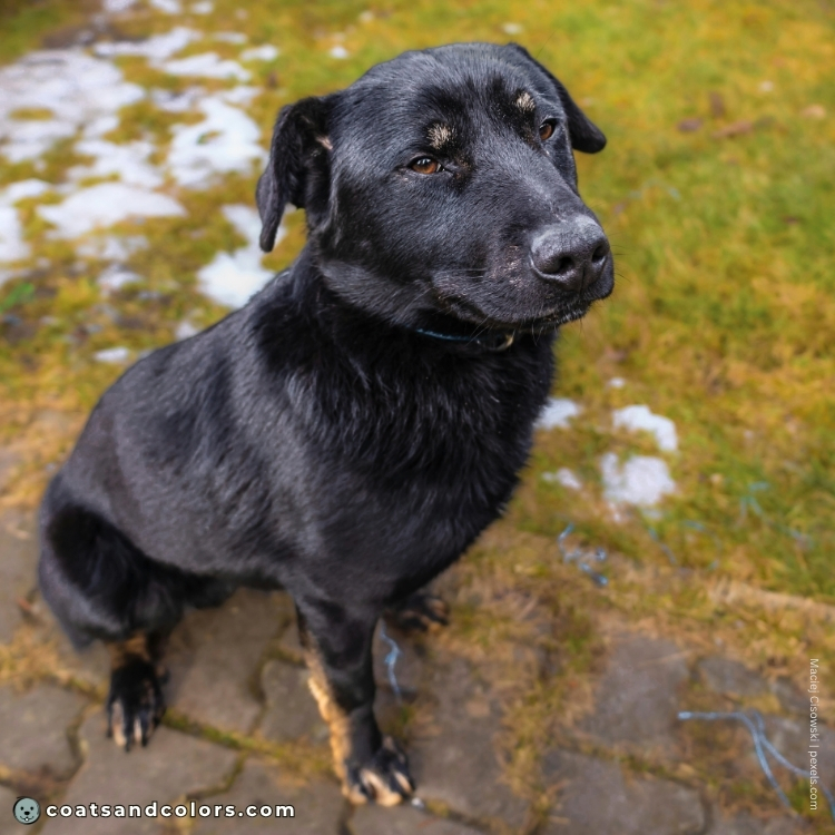 coatsandcolors.com tan point small tan points in some at a dogs
