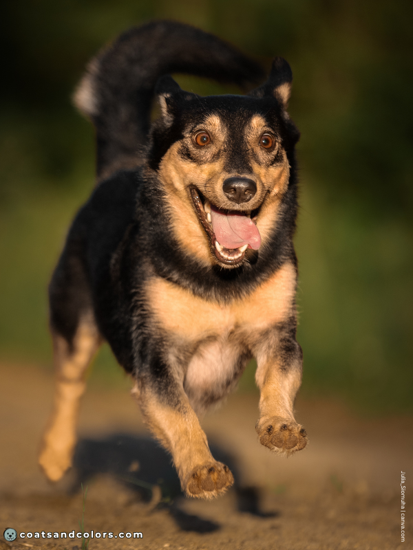 coatsandcolors.com tan point tan goggles mixed dog