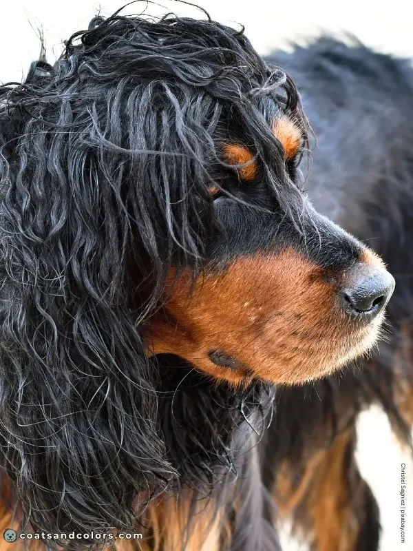 coatsandcolors.com tan point tan markings face Gordon Setter
