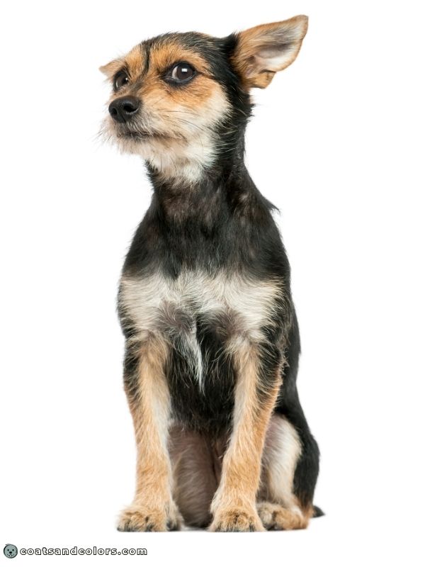 coatsandcolors.com tan point with countershading mixed breed furnishings full body