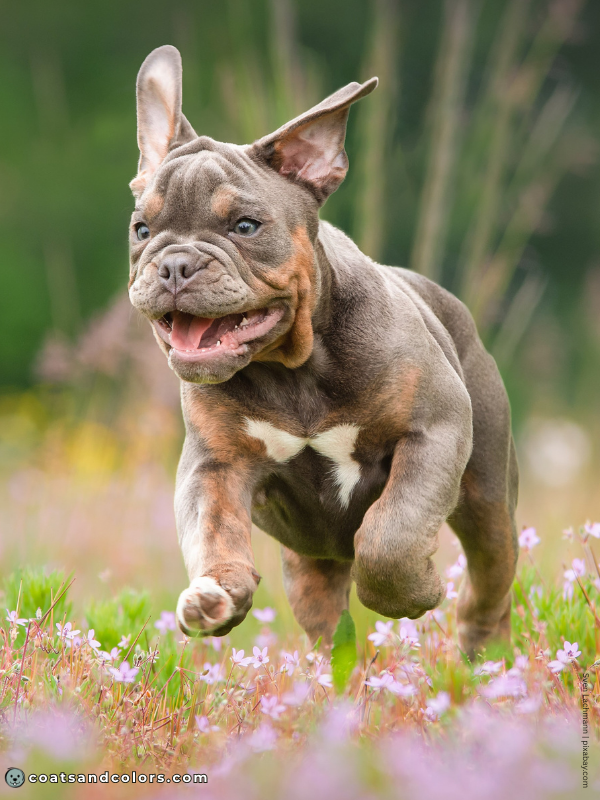 coatsandcolors.com tan points blue brindle point