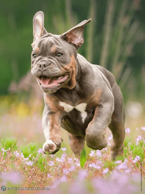coatsandcolors.com tan points blue brindle point