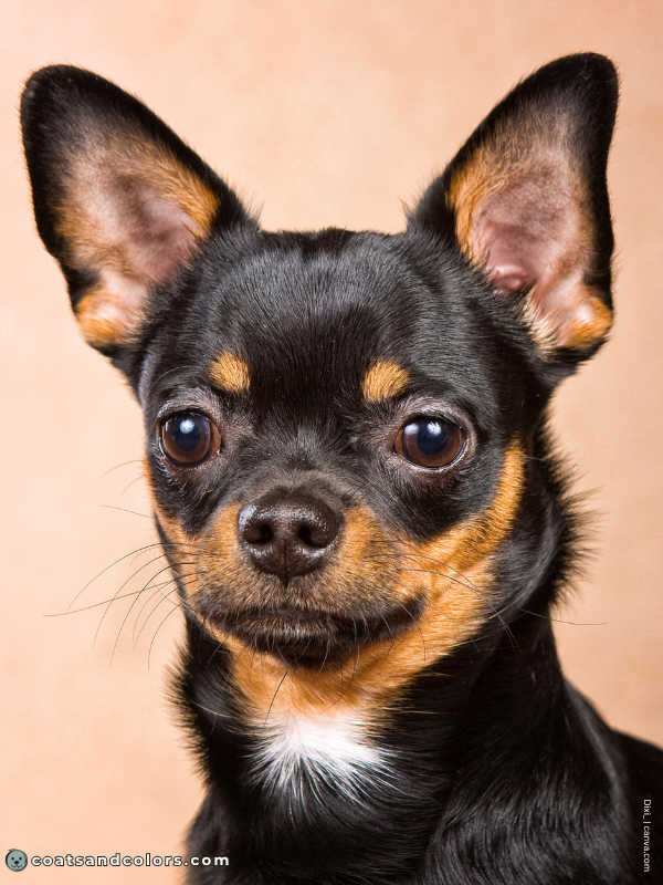 coatsandcolors.com tan points face markings example Chi